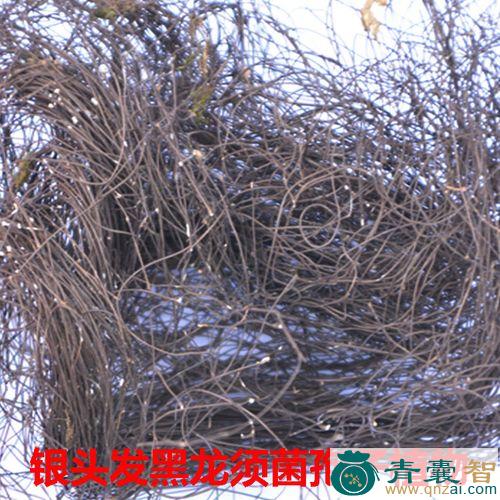 中药材黑头发图片