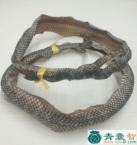 中药材黑尾海蛇图片