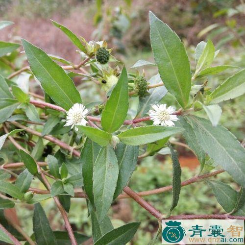 中药材黑杆草图片