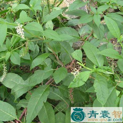 黑果拨毒散的性味归经以及功效用法-青囊智