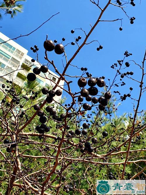 中药材黑楂子图片