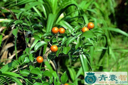 中药材黑牛眼图片