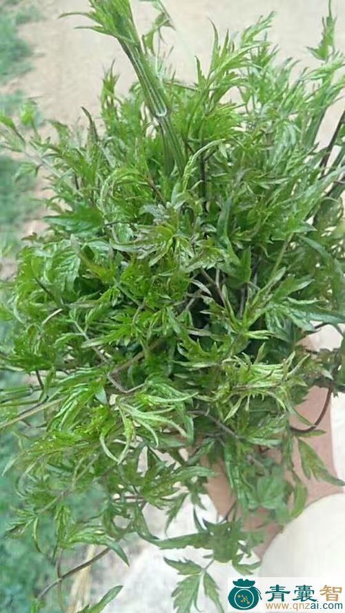 中药材黑狗尾草图片