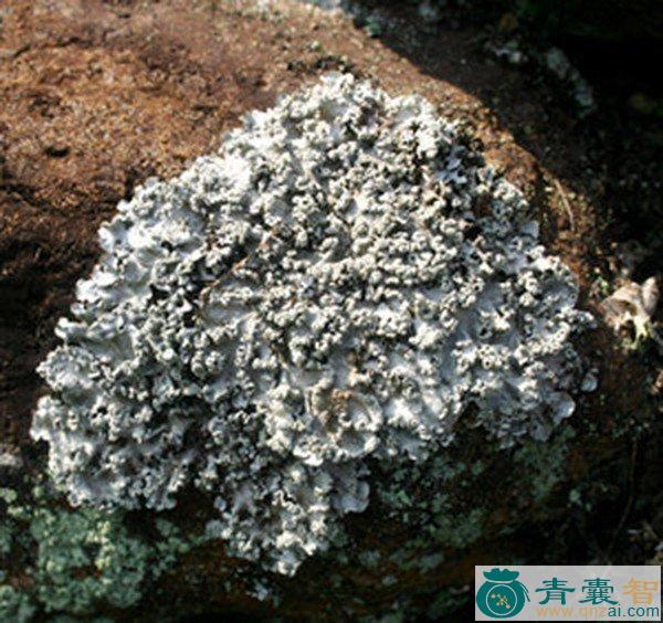 中药材黑穗石蕊图片