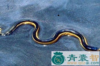 中药材黑背海蛇图片