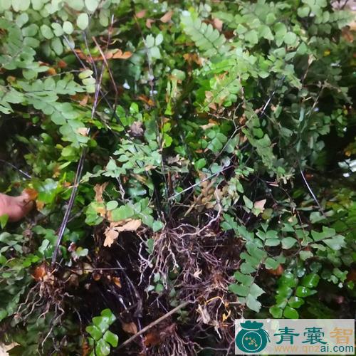 中药材黑脚蕨图片