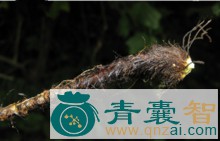 中药材黑色鳞毛蕨根图片