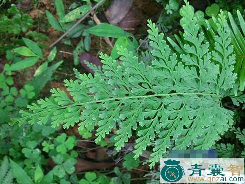 中药材黑花韭图片