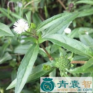 中药材黑草图片
