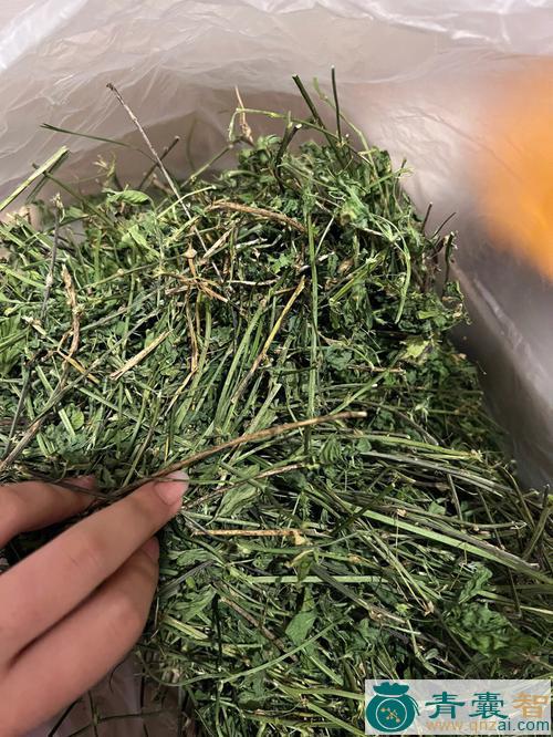 中药材黑荚苜蓿图片