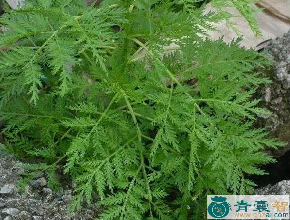 中药材黑蒿图片
