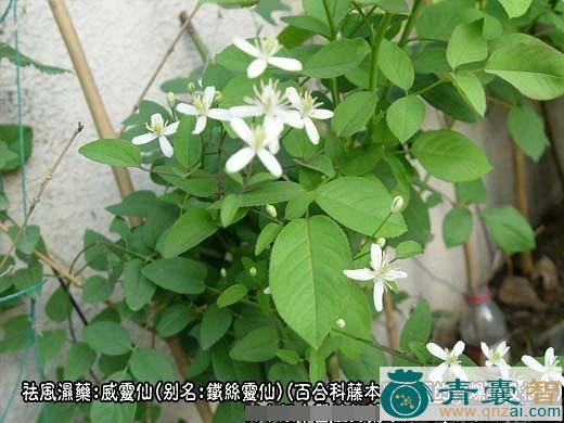 中药材黑薇图片