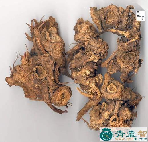 中药材黑藁本图片