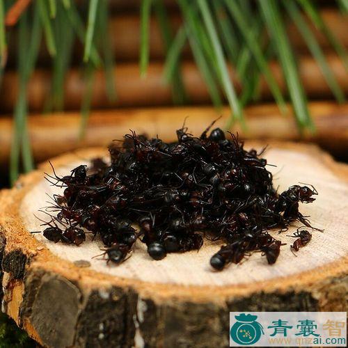 中药材黑蚂蚁图片