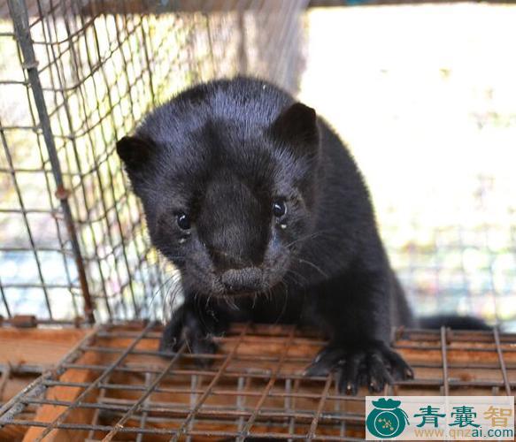 中药材黑貂图片