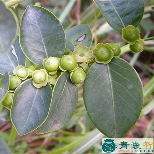 中药材黑面叶图片