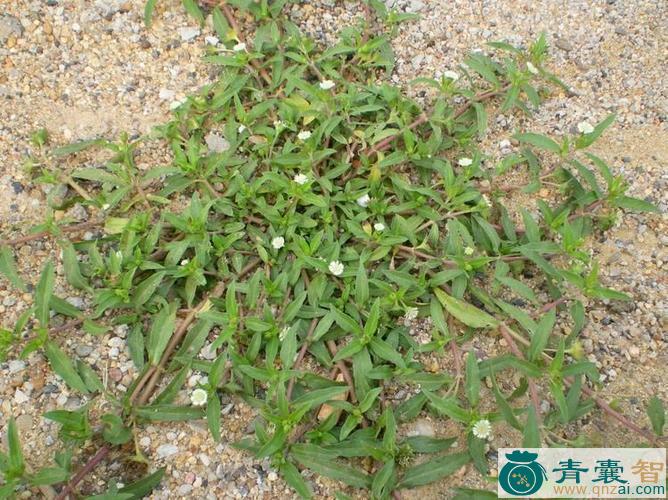 中药材黑须草图片