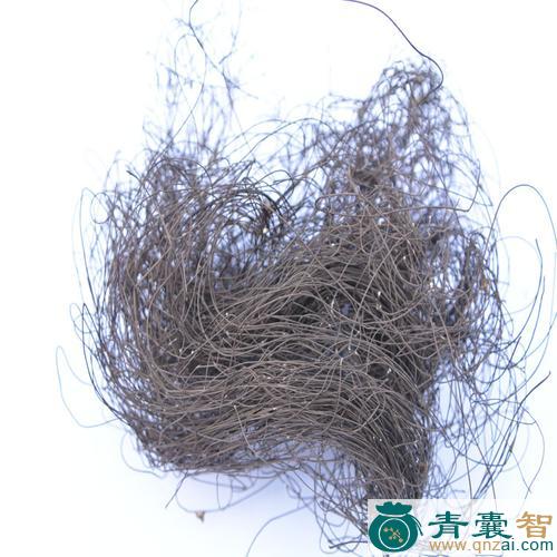 中药材黑龙须菌图片