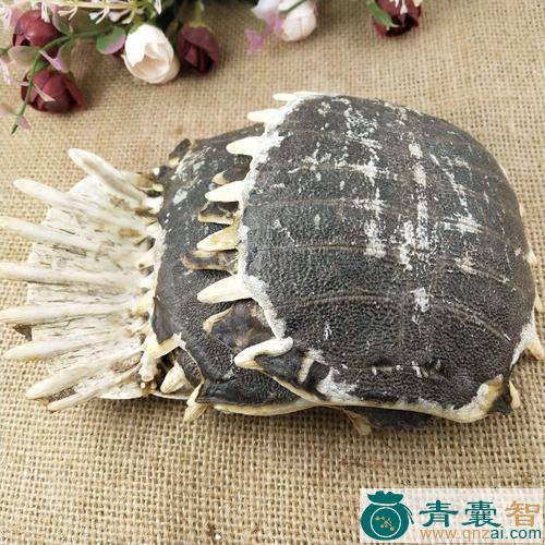 中药材鼋甲图片