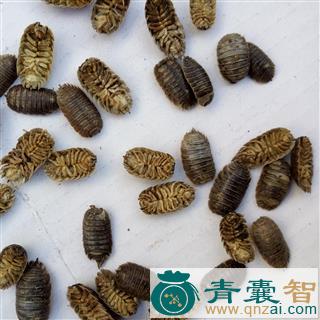 中药材鼠乡图片