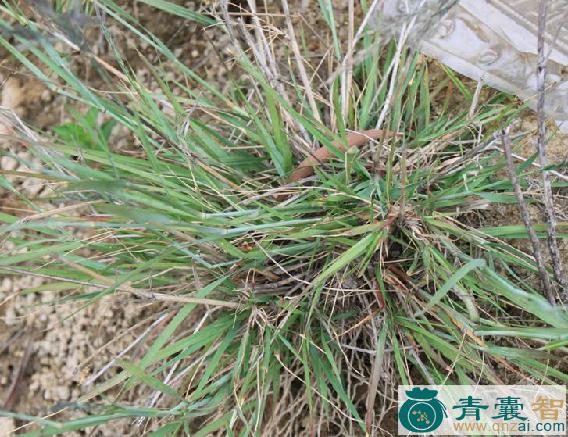 中药材鼠妇画眉草图片