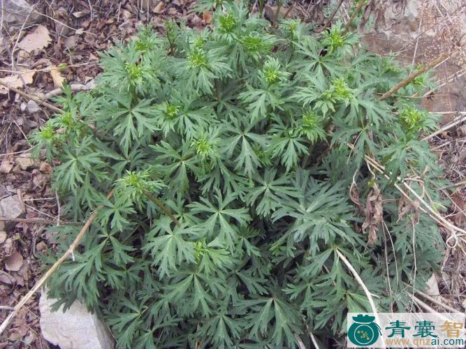 中药材鼠尖子图片