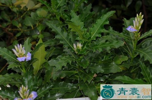 中药材鼠尾巴图片