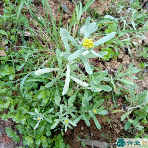 中药材鼠根菜图片