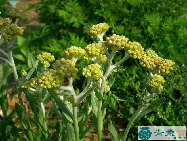 中药材鼠牙草图片