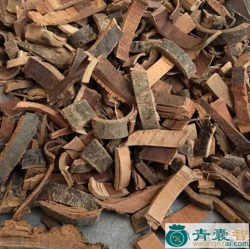 鼠皮的性味归经以及功效用法-青囊智
