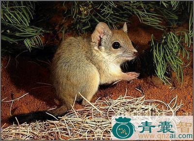 中药材鼠脂图片
