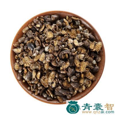 鼠莽的性状性味归经以及功效用法-青囊智