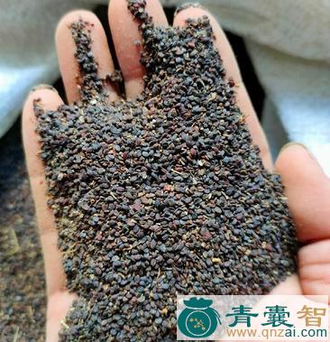 中药材鼠蓂图片