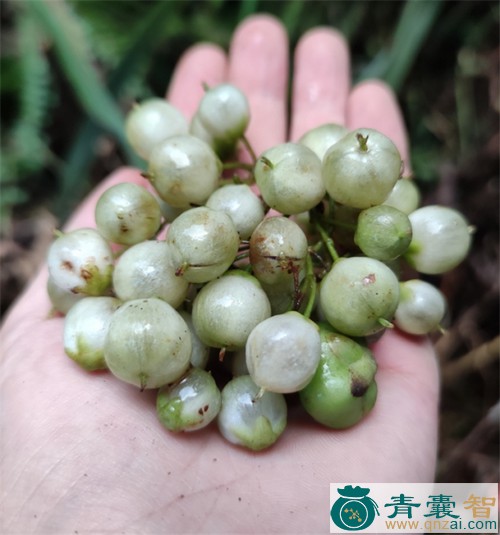 鼻涕果的性状性味归经以及功效用法-青囊智