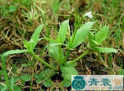中药材齿叶泥花草图片