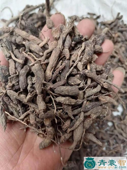 中药材龙吞珠图片