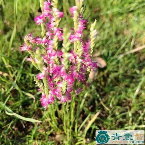 中药材龙抱柱图片