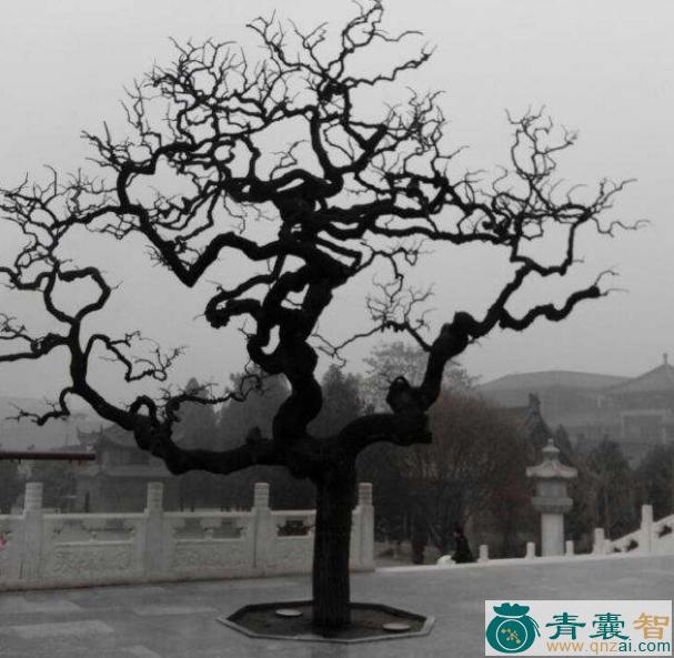 中药材龙爪树图片