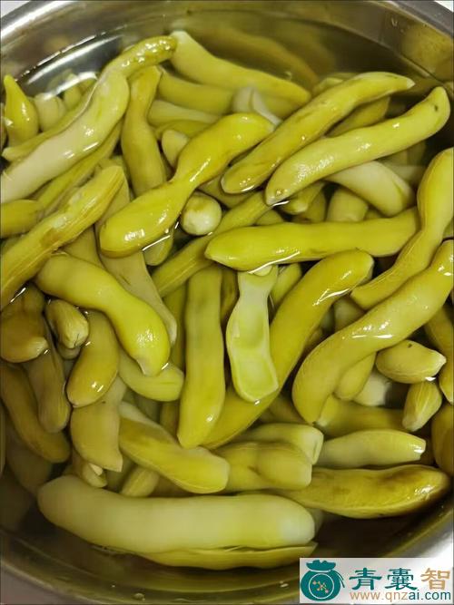 龙爪豆的性味归经以及功效用法-青囊智