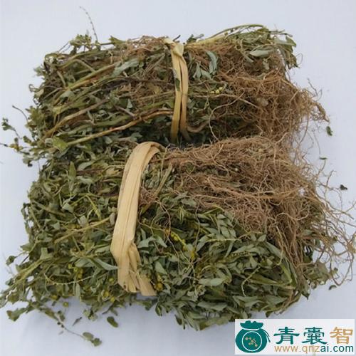 中药材龙球草图片