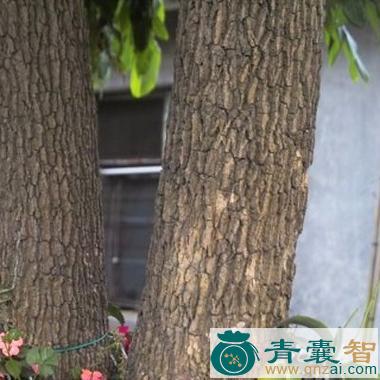 中药材龙眼树皮图片