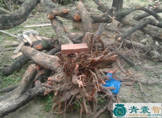 中药材龙眼根图片