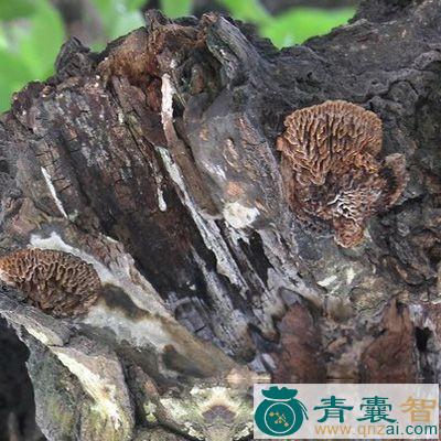 龙眼梳的性状性味归经以及功效用法-青囊智