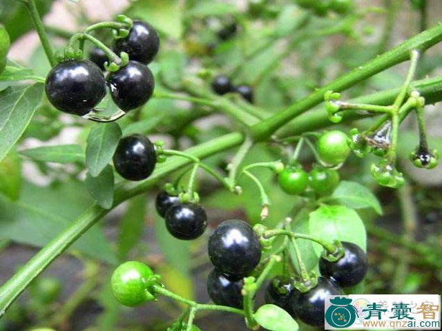 中药材龙眼草图片