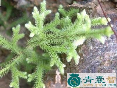 中药材龙胡子图片