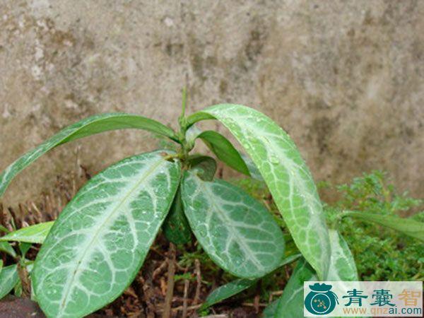 中药材龙舌三尖刀图片
