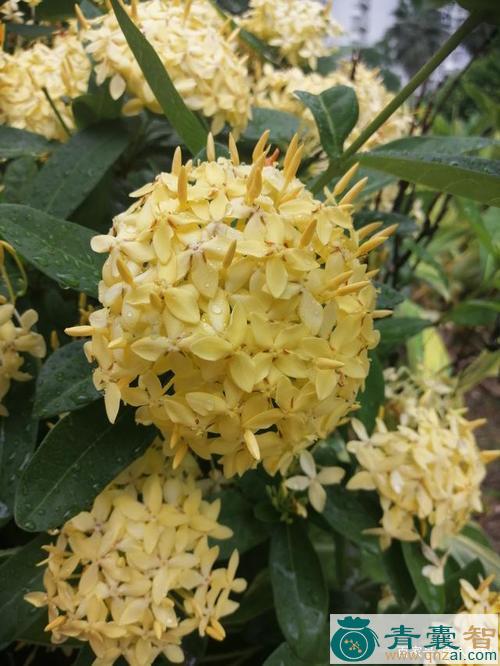 中药材龙船花图片