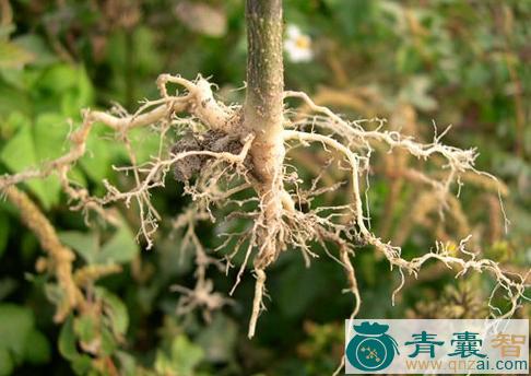 中药材龙葵根图片
