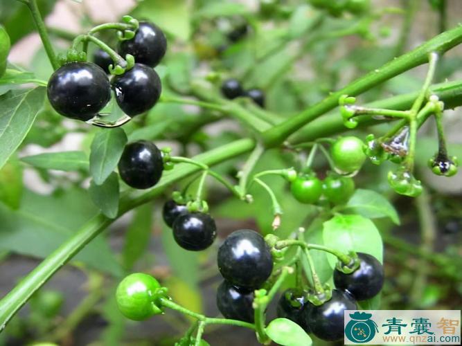 中药材龙葵草图片