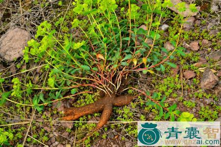 中药材龙虎叶图片